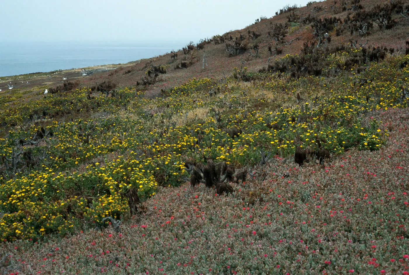 Grindelia, Malephora, East Anacapa Island