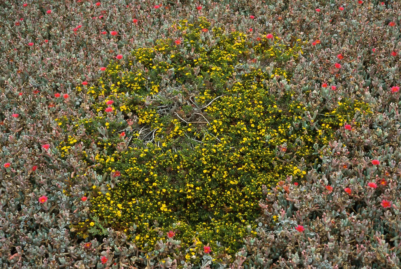 Hemizonia clementina, Malephora, East Anacapa Island