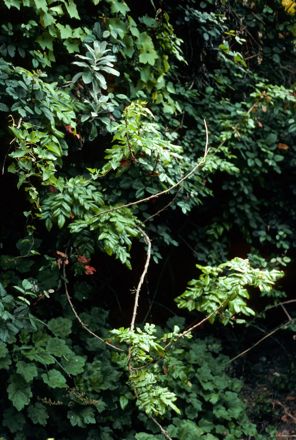 Mahonia pinnata insularis, Summit Canyon, West Anacapa Island