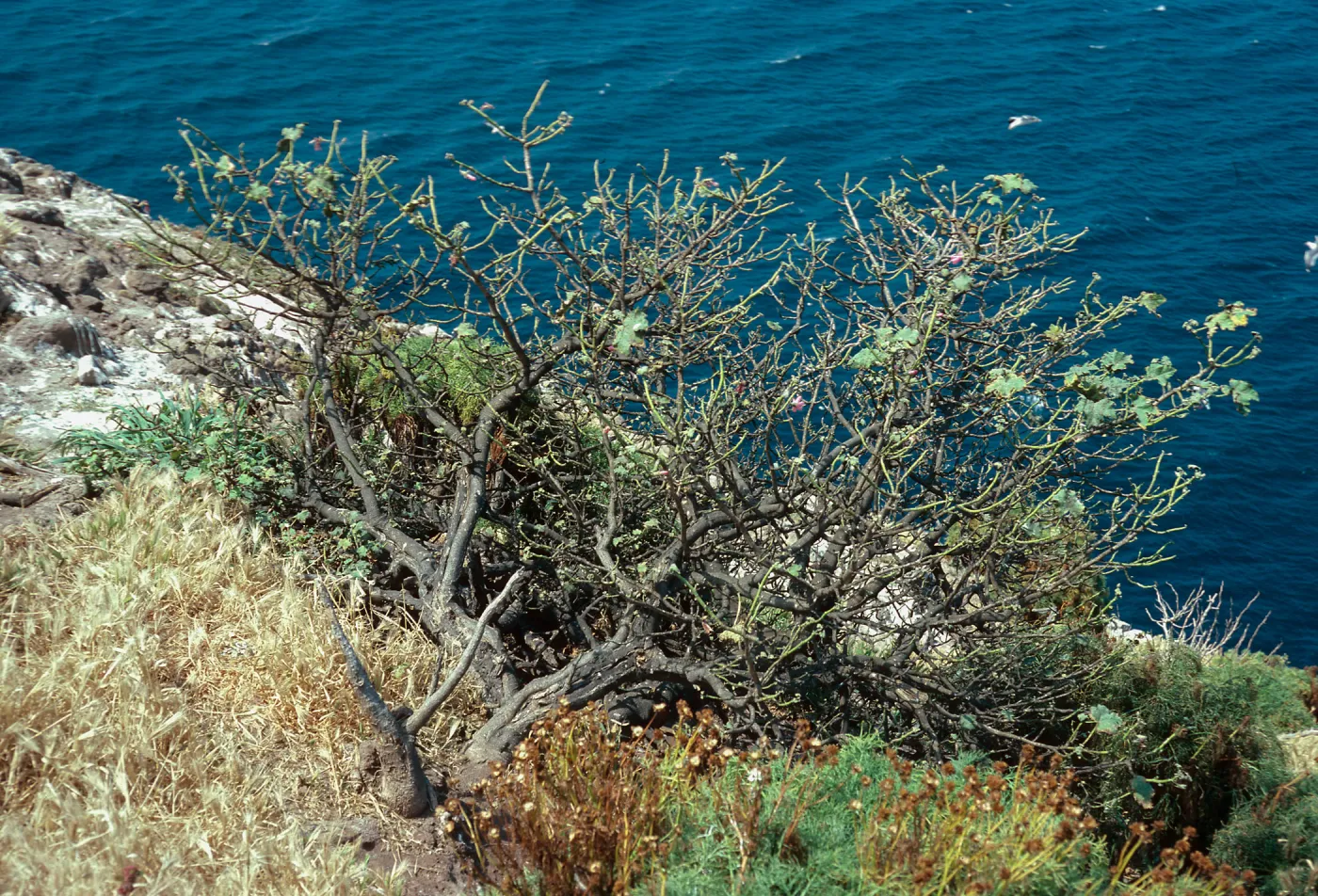 Lavatera, just West of mouth of Willow Canyon, West Anacapa Island