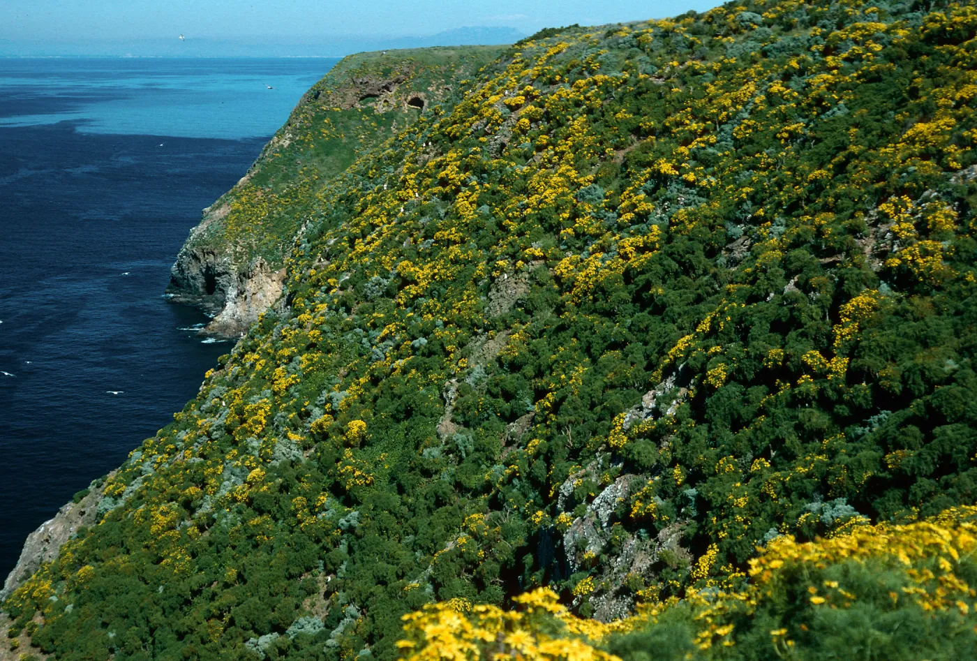 Coreopsis, North side between Rat Rock & lower terrace, West Anacapa Island
