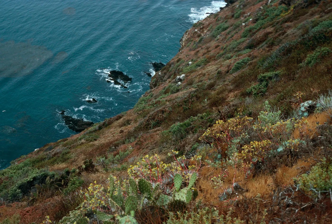 Opuntia (Prickly-pear), Dudleya (liveforevers), offshore bluffs, Southwest side, West Anacapa Island