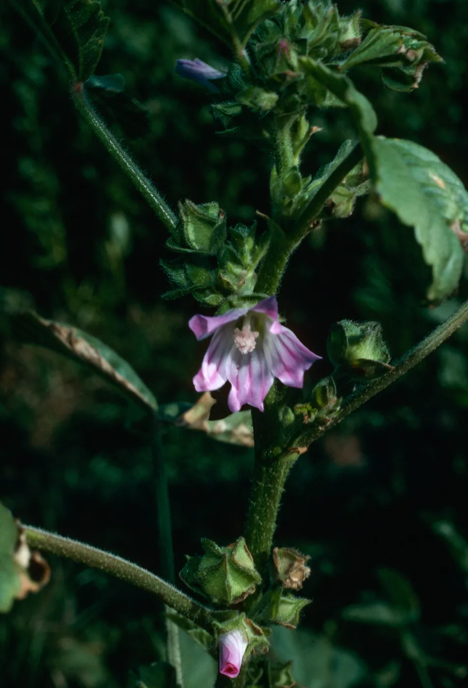 Lavatera cretica, Middle Anacapa Island