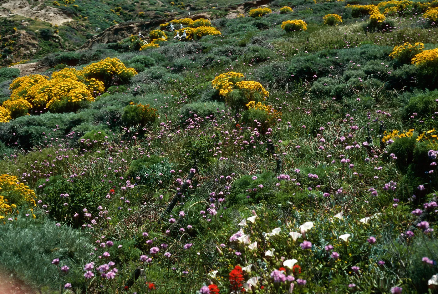 Dichelostemma, West end of Lavatera Cove, Middle Anacapa Island