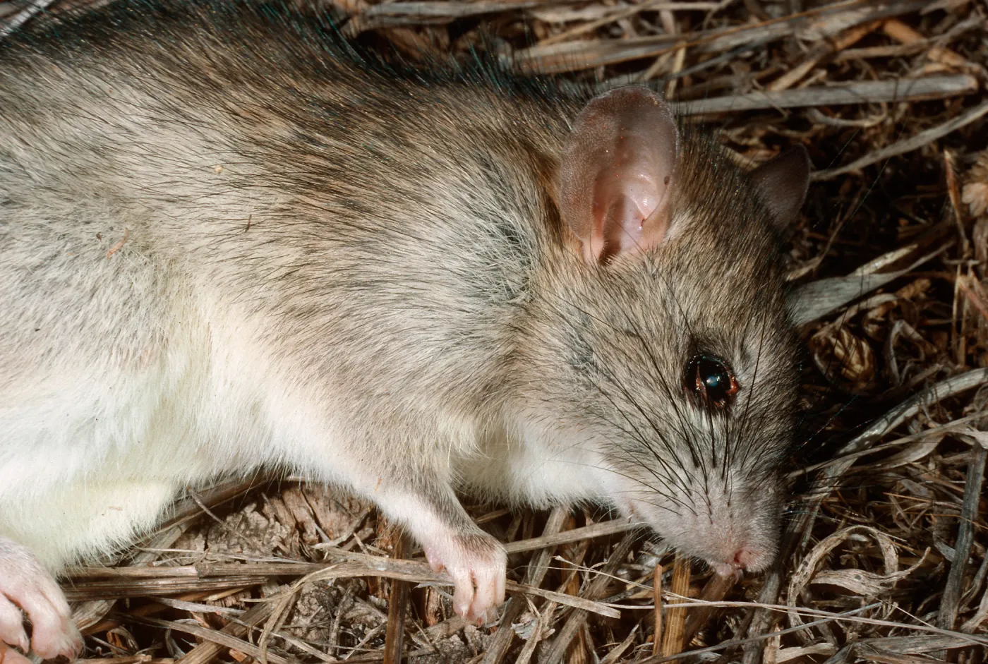 Black Rat, Middle Anacapa Island