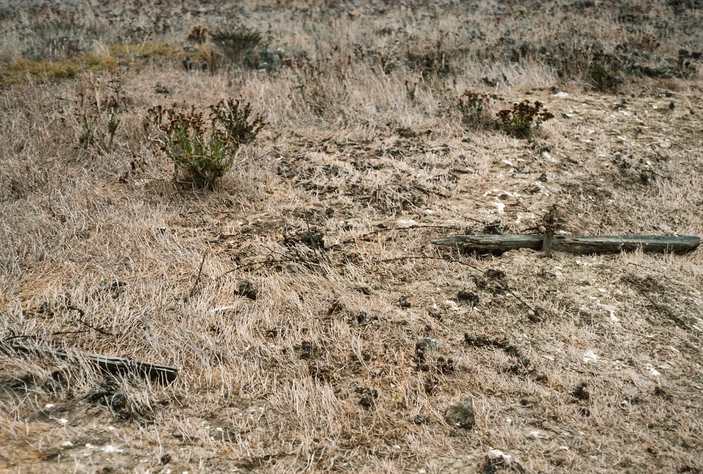 old fenceline, just West of Sheep Camp, Middle Anacapa Island
