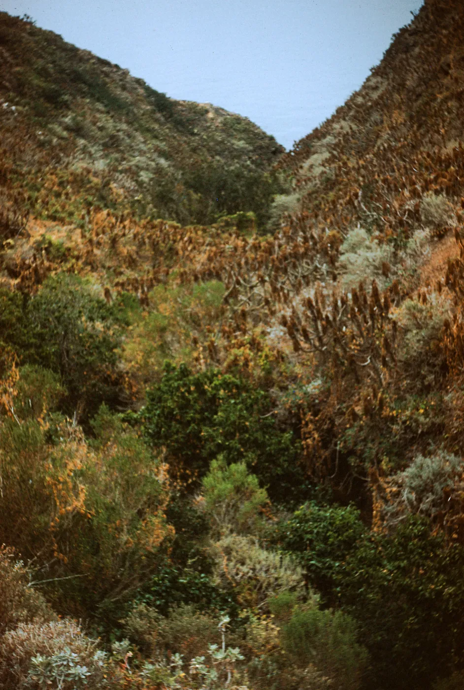 dense vegetation in bottom of 2nd canyon, East of West end of Anacapa Island