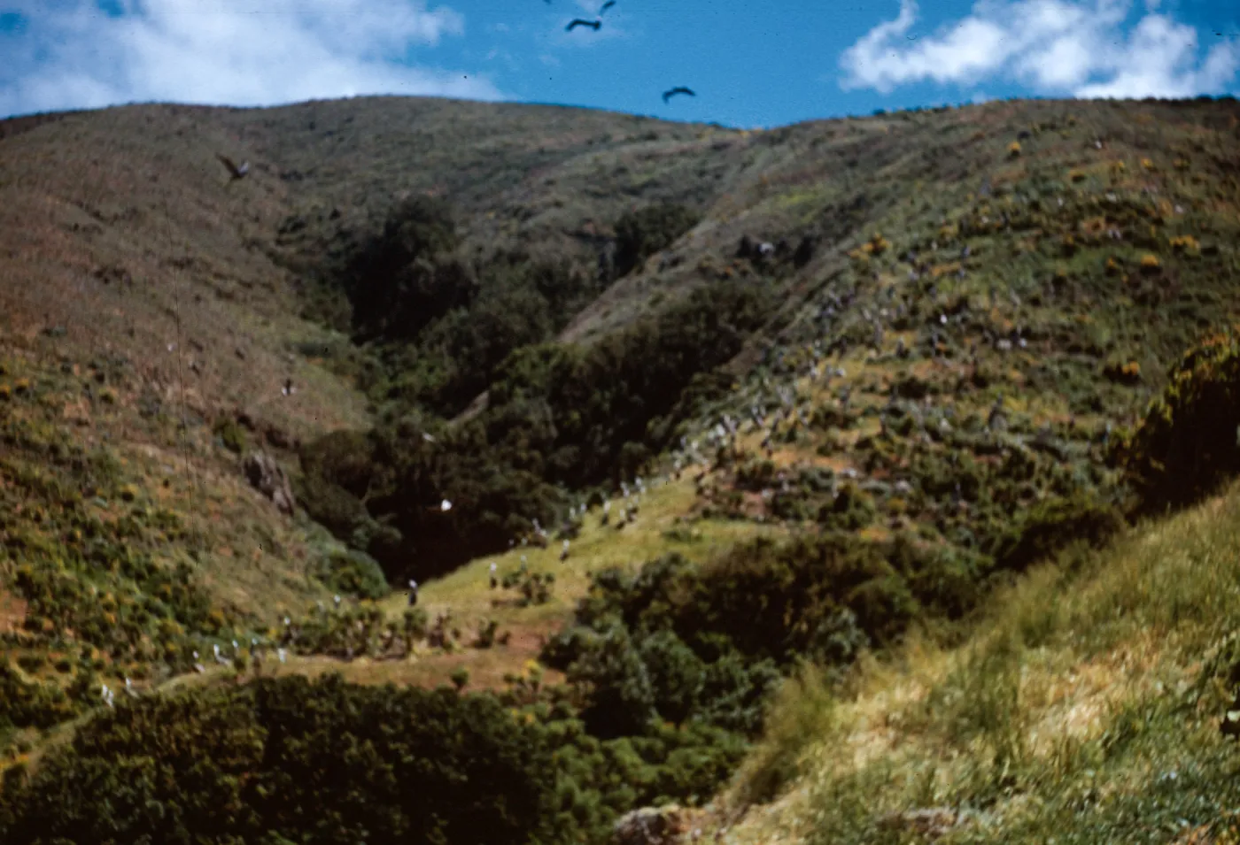 Oak Grove Canyon, West Anacapa Island