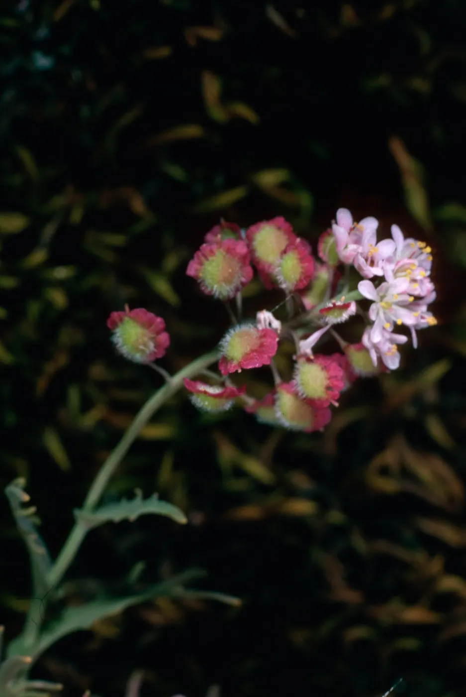 Thysanocarpus conchuliferus, Picacho Diablo, Santa Cruz Island