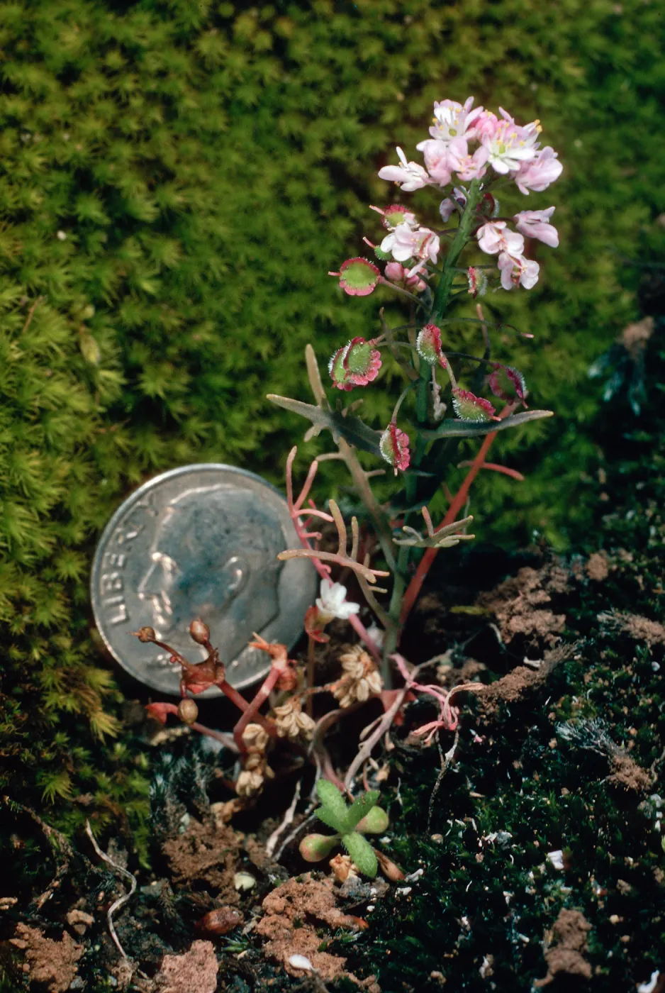 Thysanocarpus conchuliferus, Â¾ mile West of Picacho Diablo, Santa Cruz Island