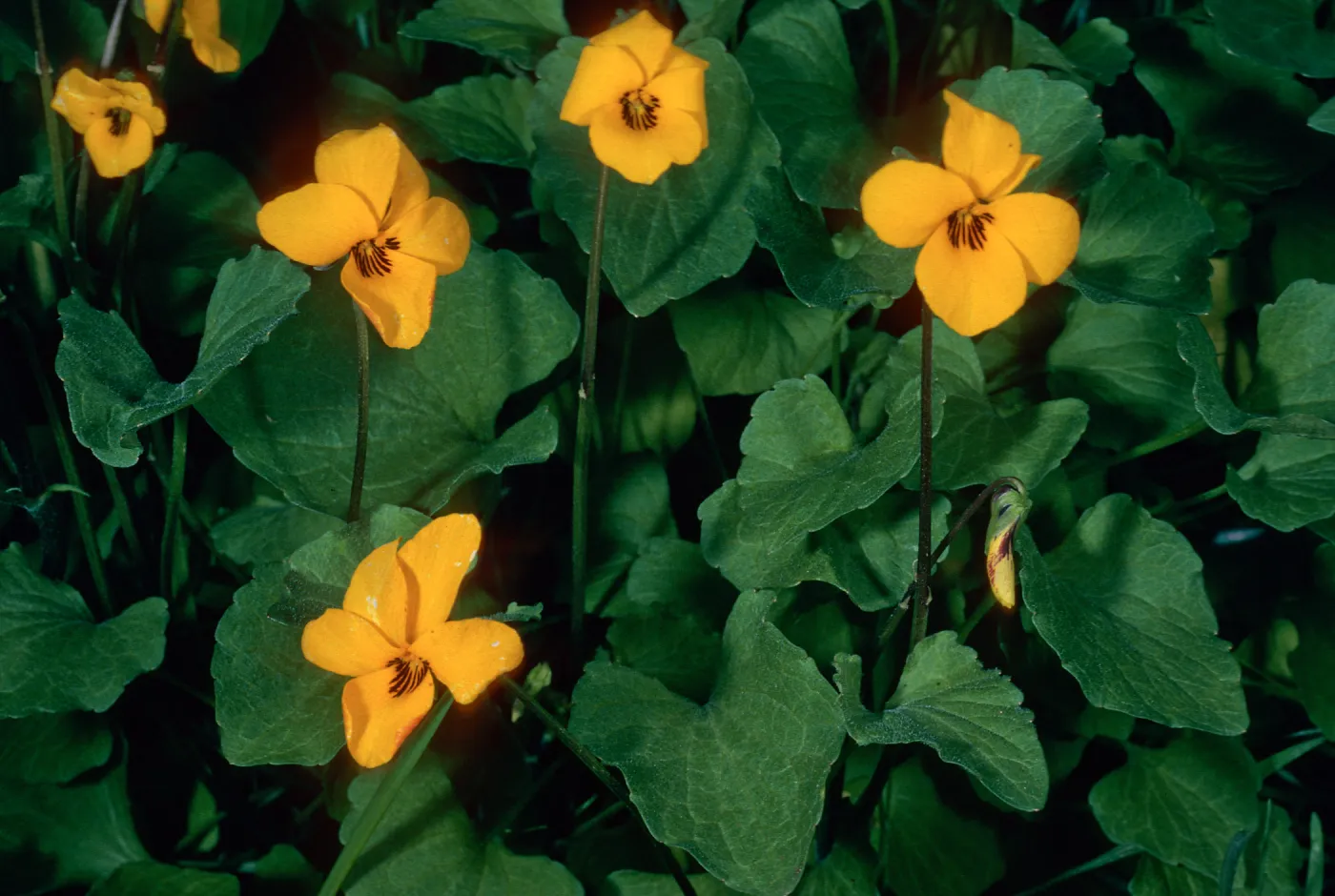 Viola pedunculata, 1.3 mile West of Rancho Del Medio, Santa Cruz Island