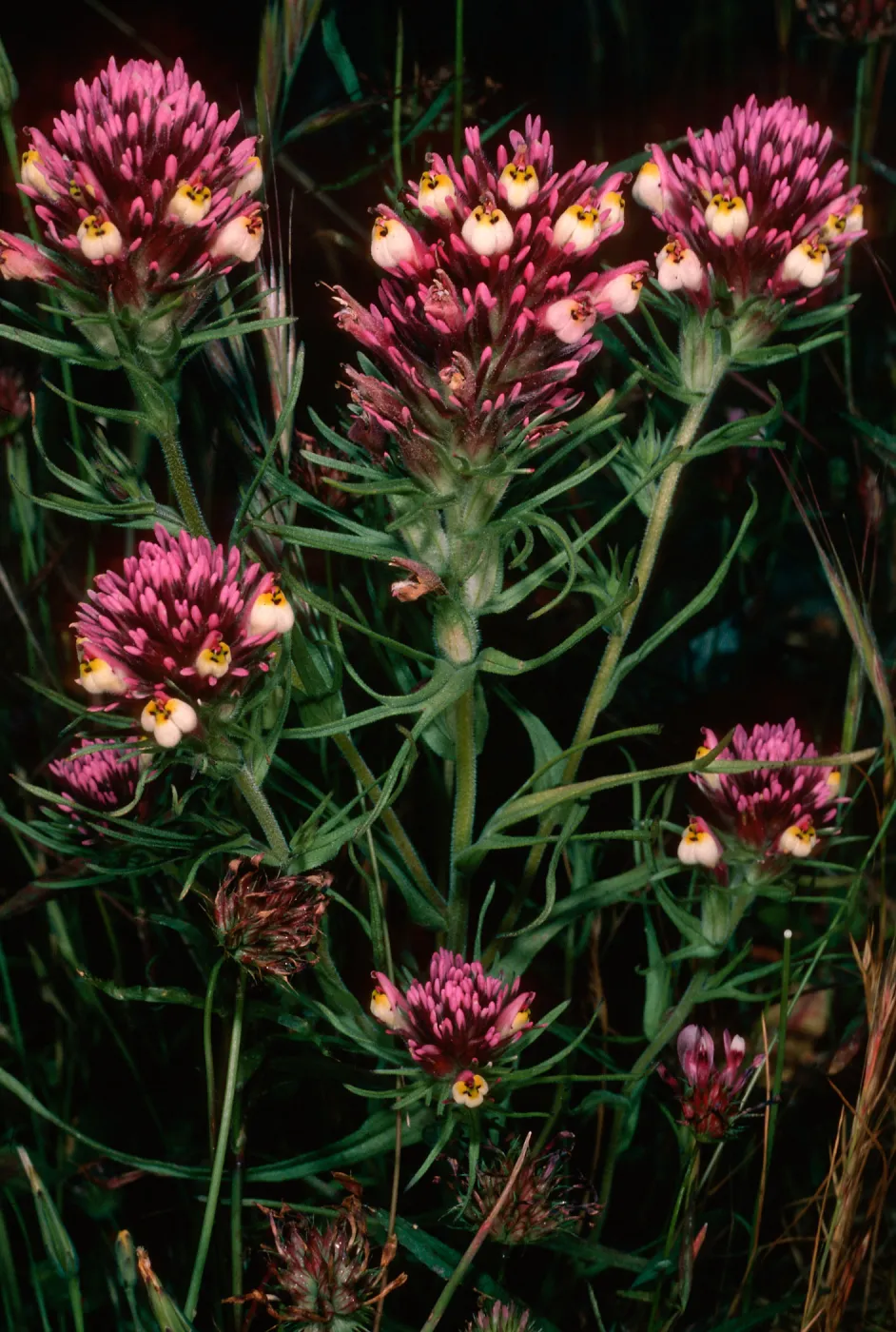 Orthocarpus, East of Pelican Bay, Santa Cruz Island