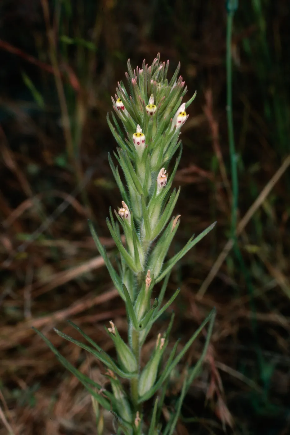 Orthocarpus attenuatus, rock slide, East of Pelican Bay, Santa Cruz Island