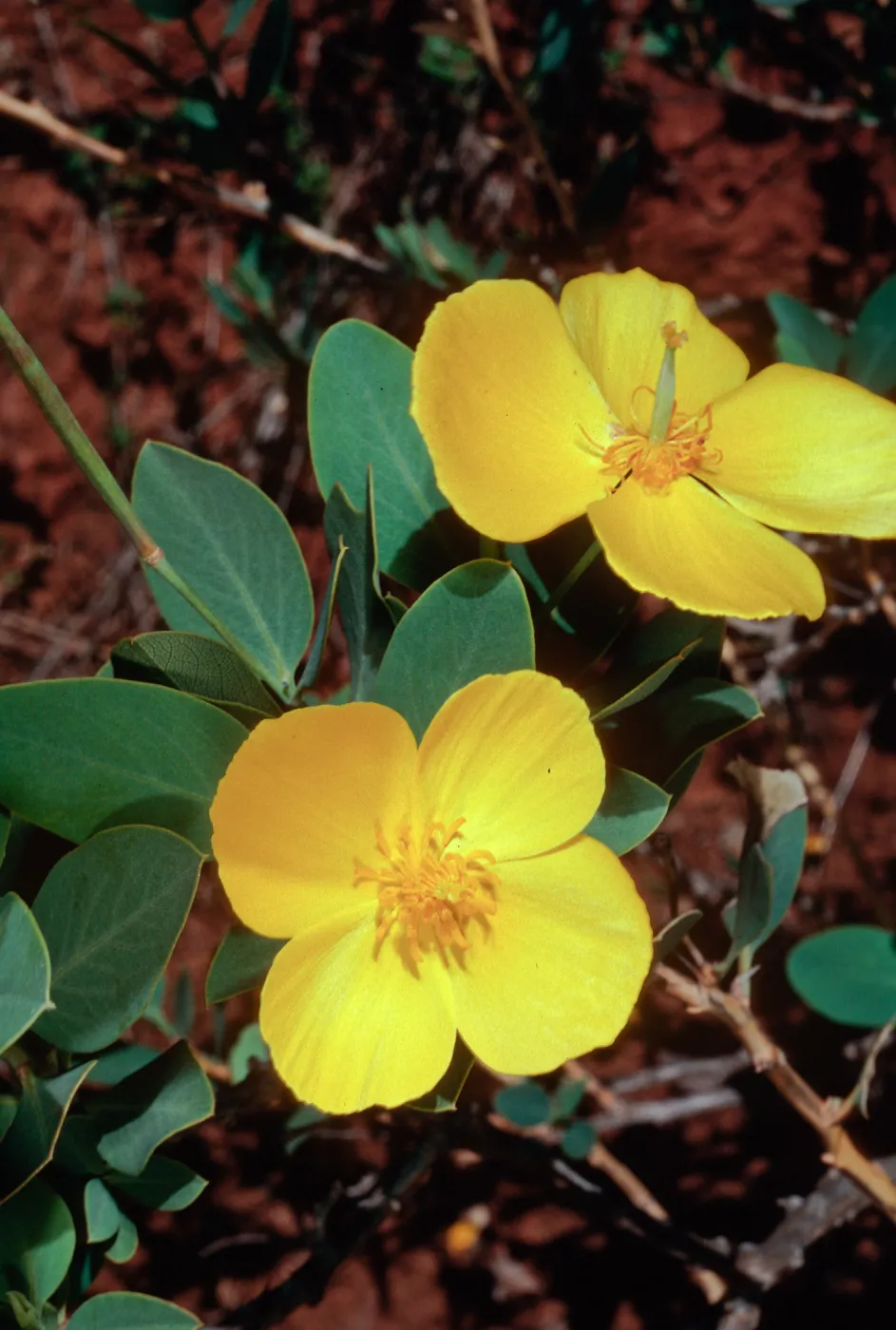 Dendromecon, upper Islay Canyon, Santa Cruz Island