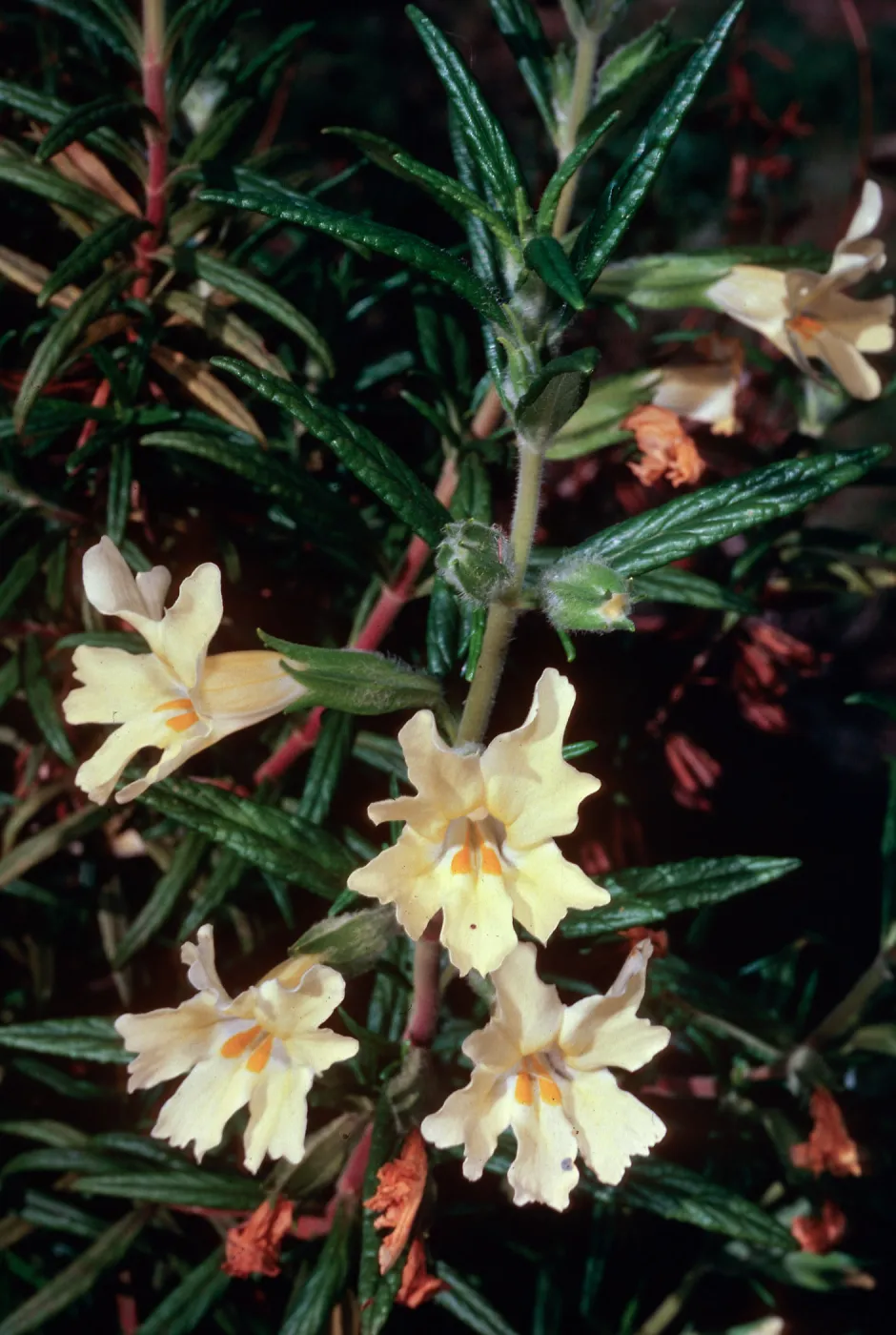 Diplacus longiflorus, West of Embudo, Santa Cruz Island