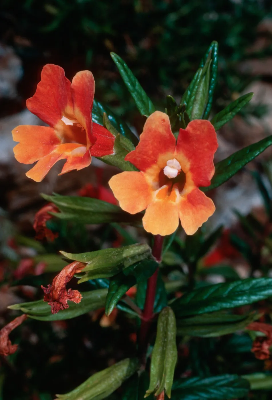 Mimulus flemingii x longiflorus, CaÃ±ada Larga, Santa Cruz Island