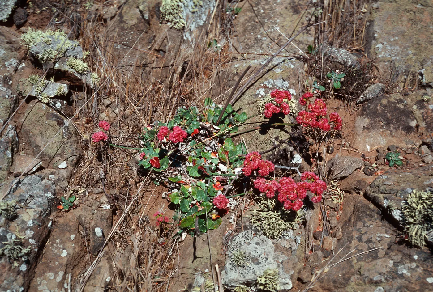 Eriogonum grande rubescens, North-East of Fraser Point, Santa Cruz Island