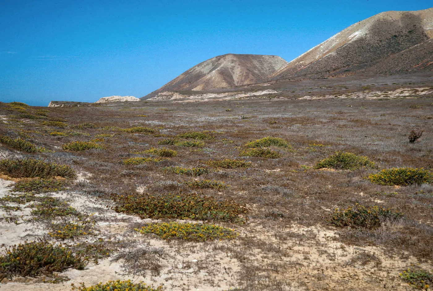 Haplopappus venetus, flats, North of Near Point, Santa Cruz Island