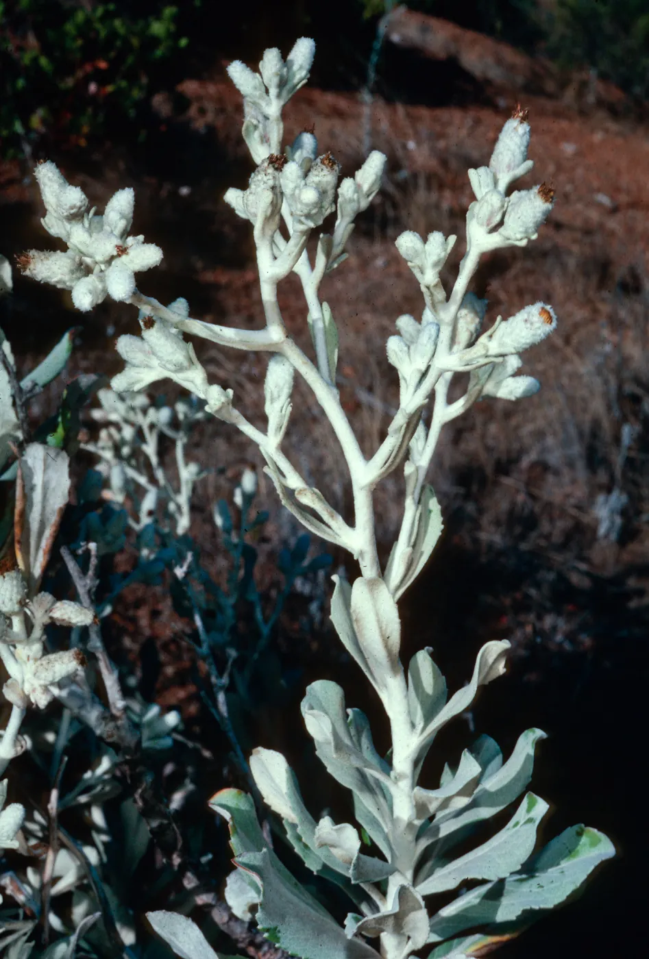 Haplopappus detonsus, South ridge, 0.4 mile East of Willows Gate, Santa Cruz Island