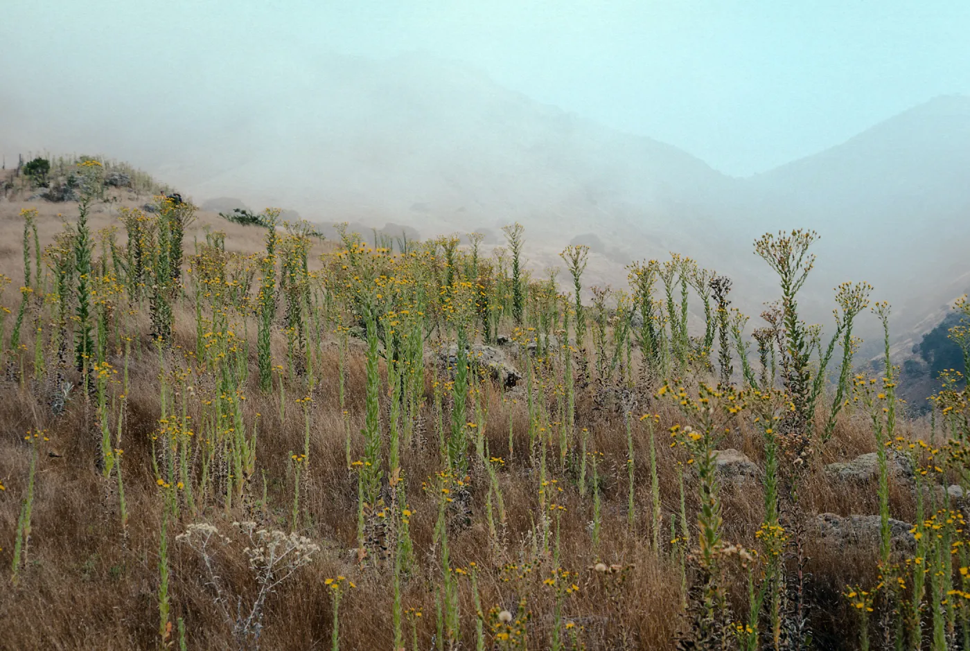 Heterotheca grandiflora, 2nd ridge, East of Valdez, Santa Cruz Island