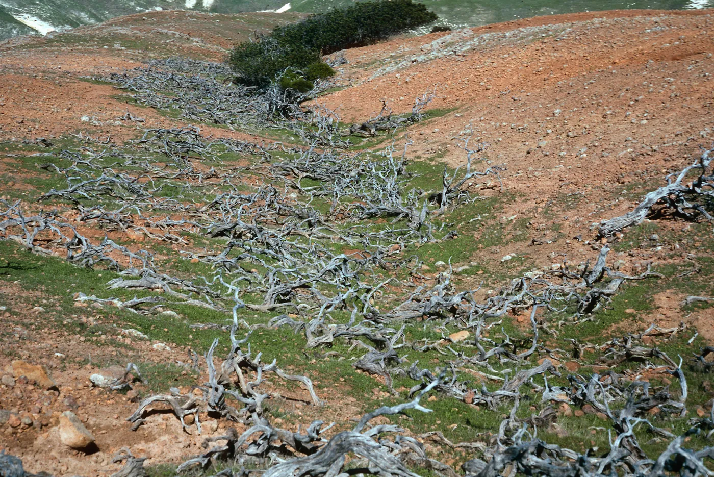 dead shrubs, upper Scorpion Canyon, Santa Cruz Island