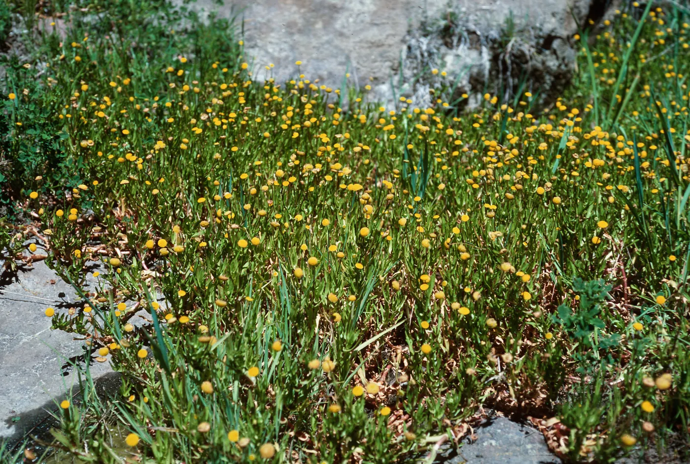 Cotula coronopifolia, Fraser Point Road, Santa Cruz Island