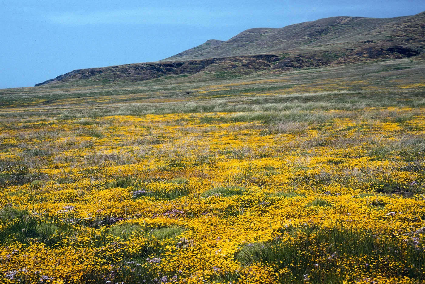Lasthenia, Fraser Point, Santa Cruz Island