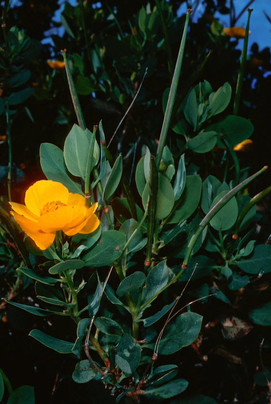 Dendromecon, Islay Canyon, Santa Cruz Island