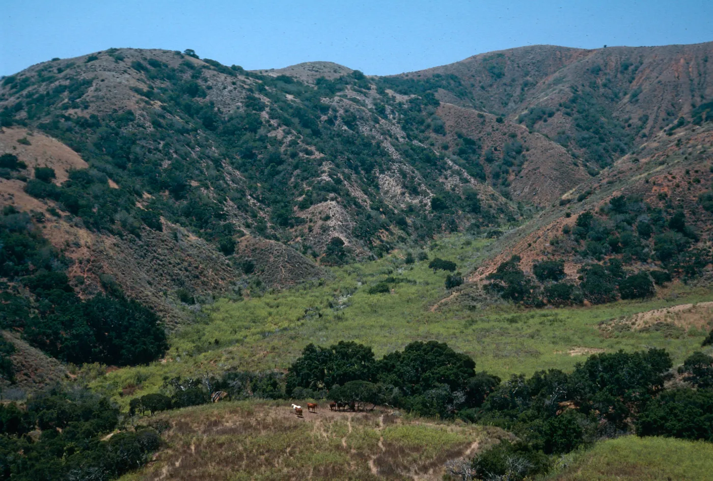 Fennel, near Rancho Del Sur, Santa Cruz Island