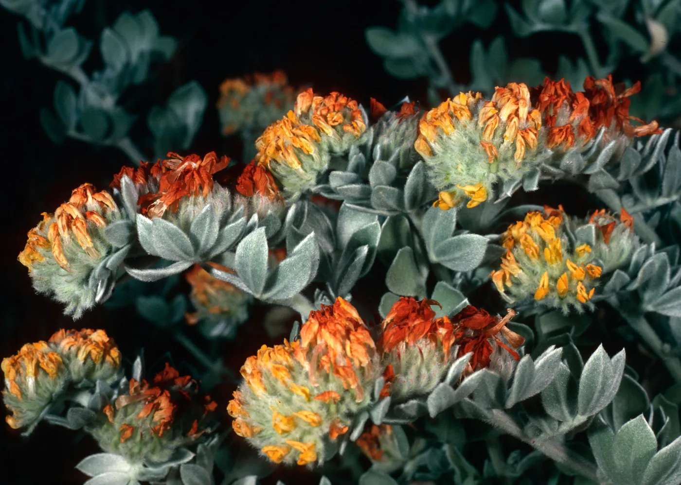 Lotus argophyllus niveus, canyon due North of Lyndals house, Santa Cruz Island