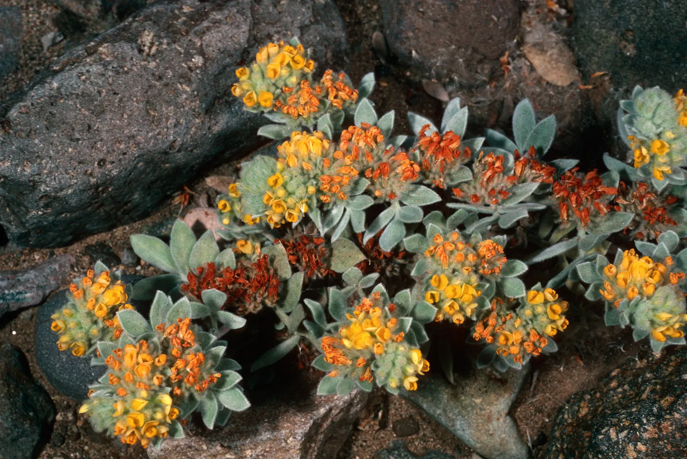 Lotus argophyllus niveus, Central Valley, at field station, Santa Cruz Island