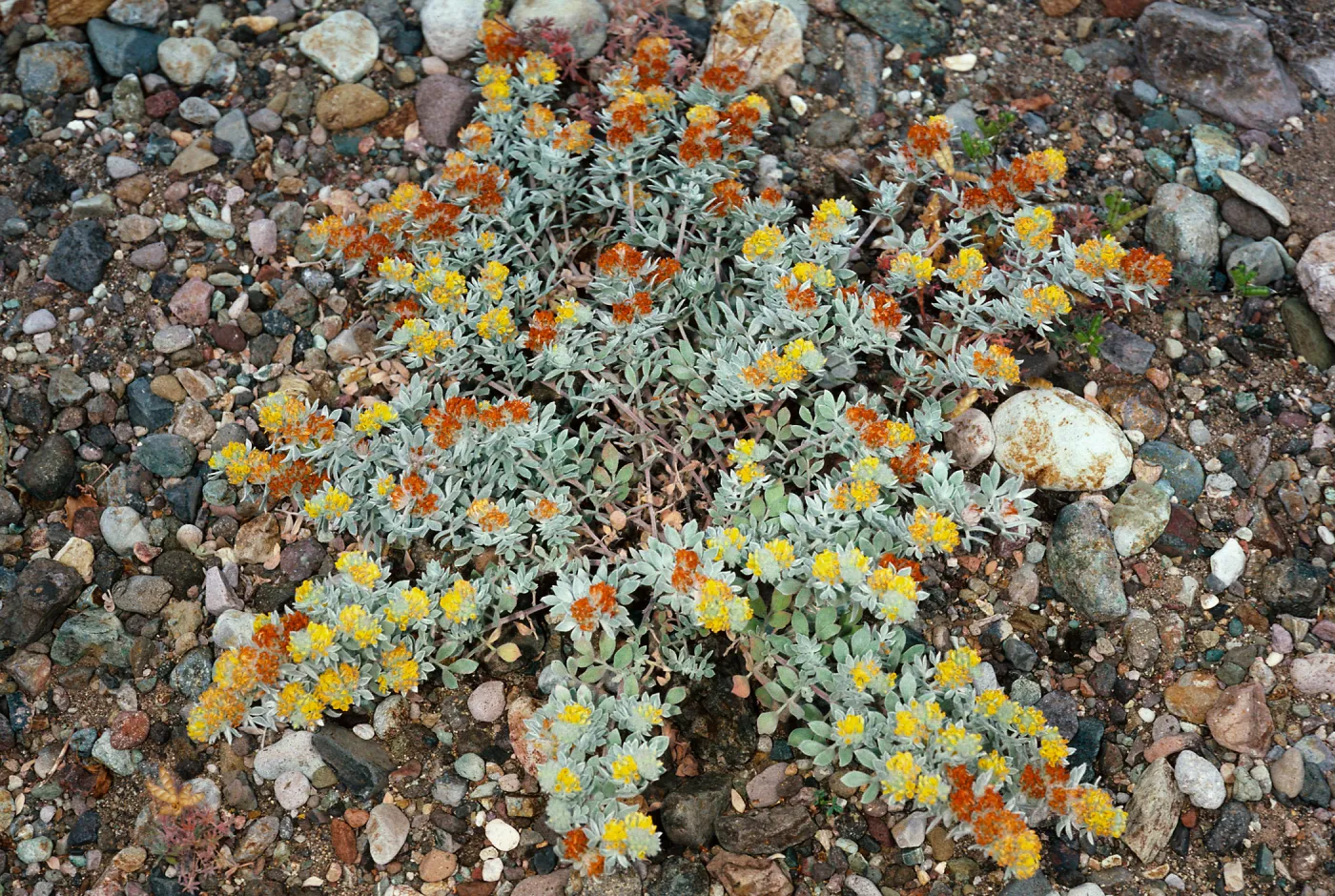 Lotus argophyllus niveus, near field station, Santa Cruz Island