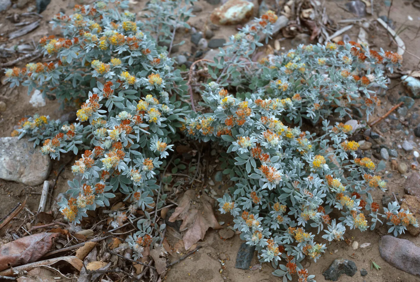 Lotus argophyllus niveus, CaÃ±ada Del Puerto, Santa Cruz Island