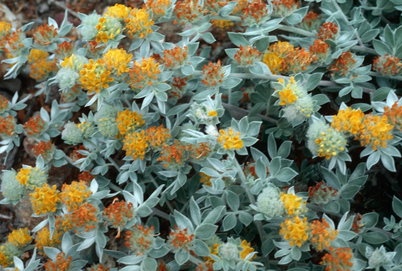 Lotus argophyllus niveus, CaÃ±ada Del Puerto, Santa Cruz Island