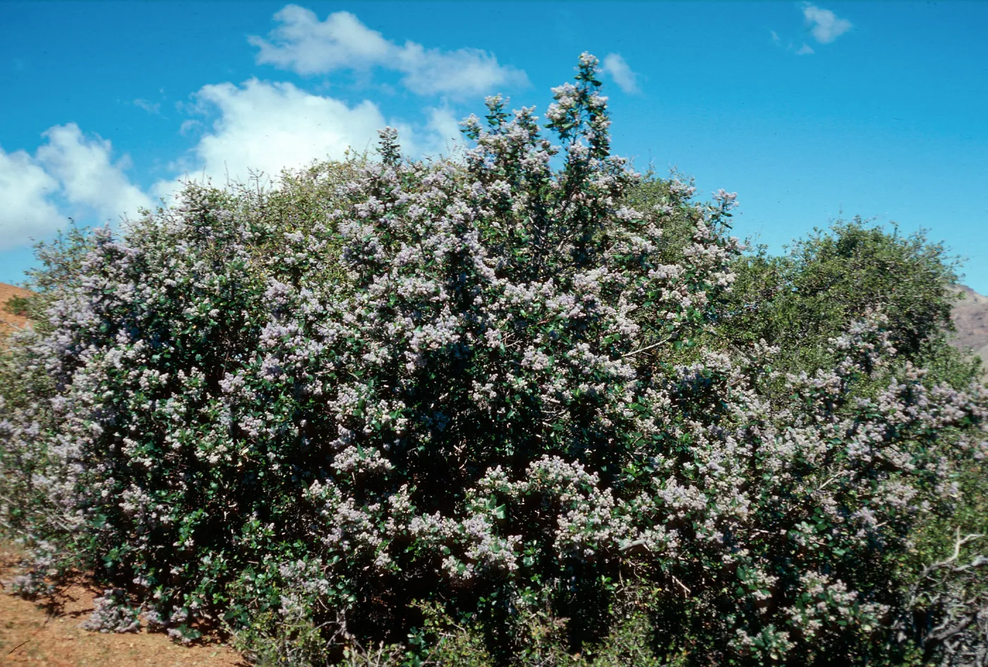 Ceanothus arboreus, South ridge, Santa Cruz Island
