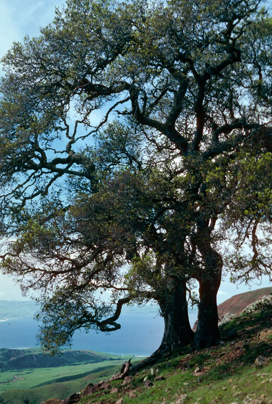 Quercus, near Peak 1848, Santa Cruz Island