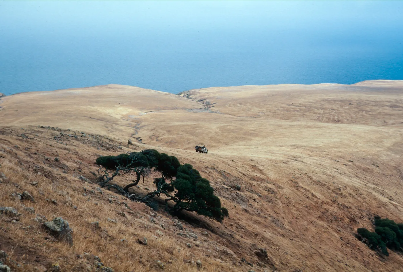 Quercus dumosa and view of NW portion of onshore side of island, Santa Cruz Island