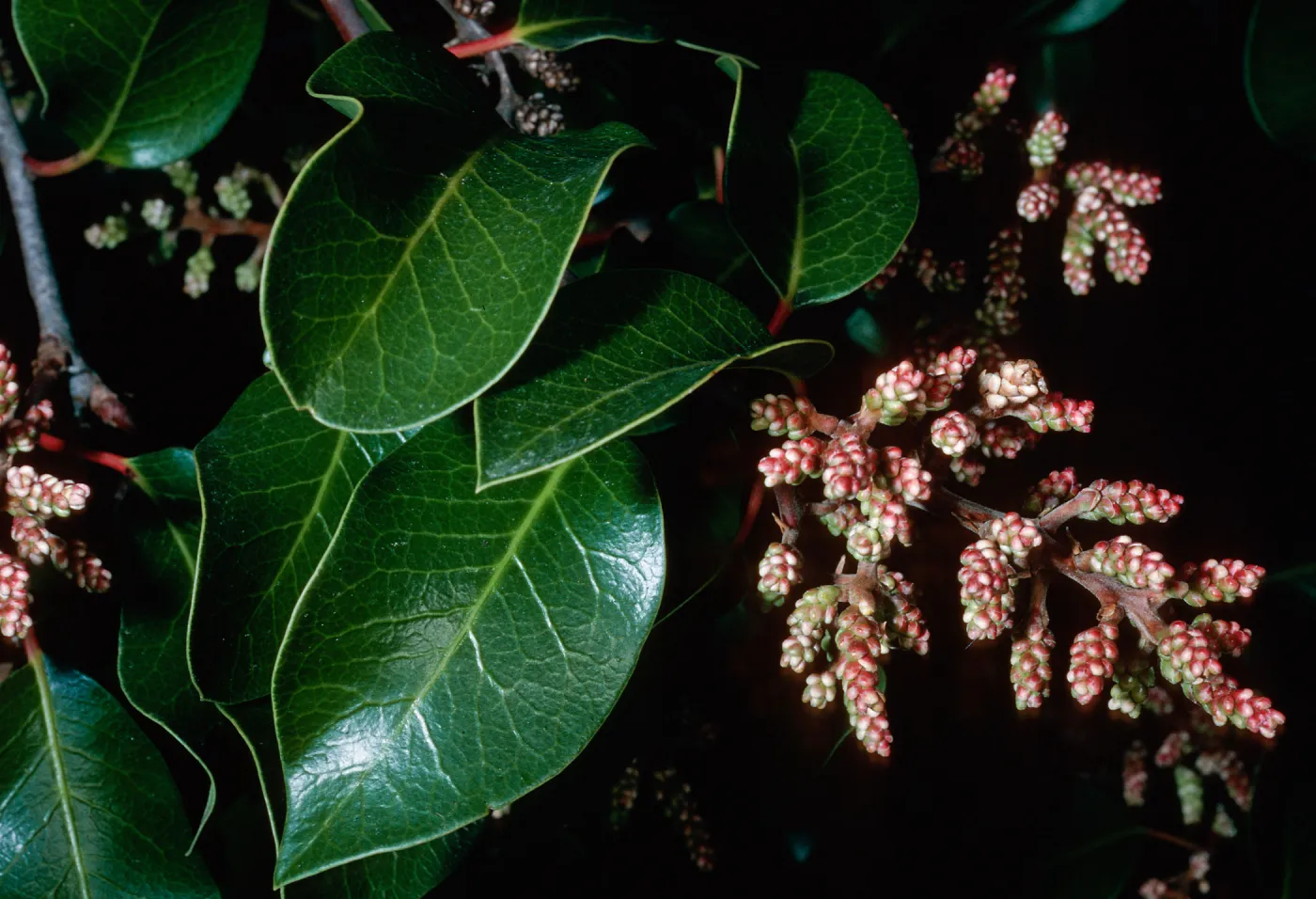 Rhus ovata, CaÃ±ada Del Medio, Santa Cruz Island