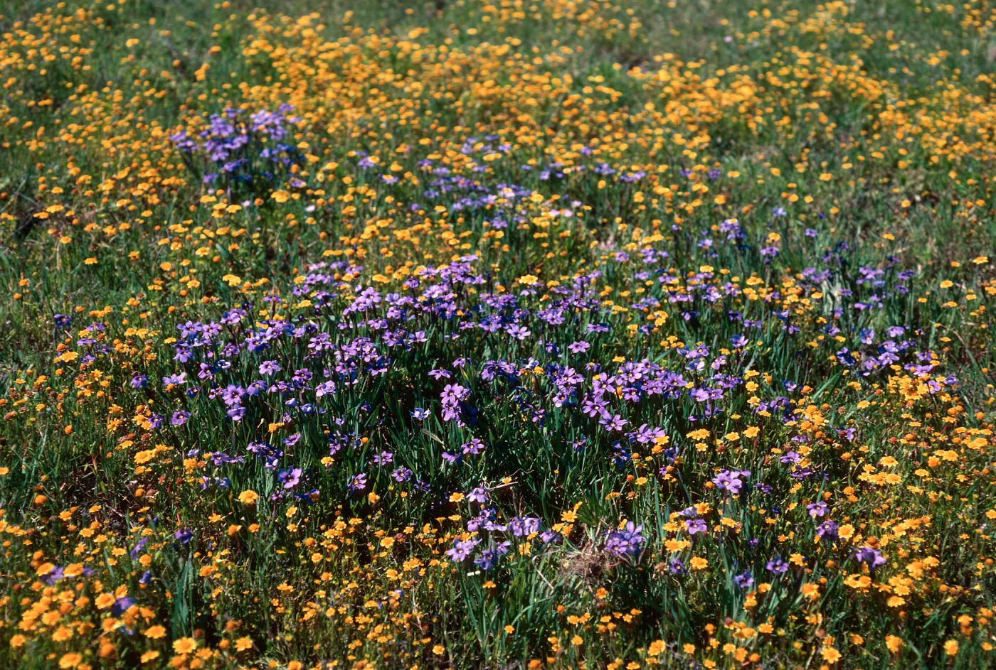 Sisyrinchium, Lasthenia, Fraser Point, Santa Cruz Island