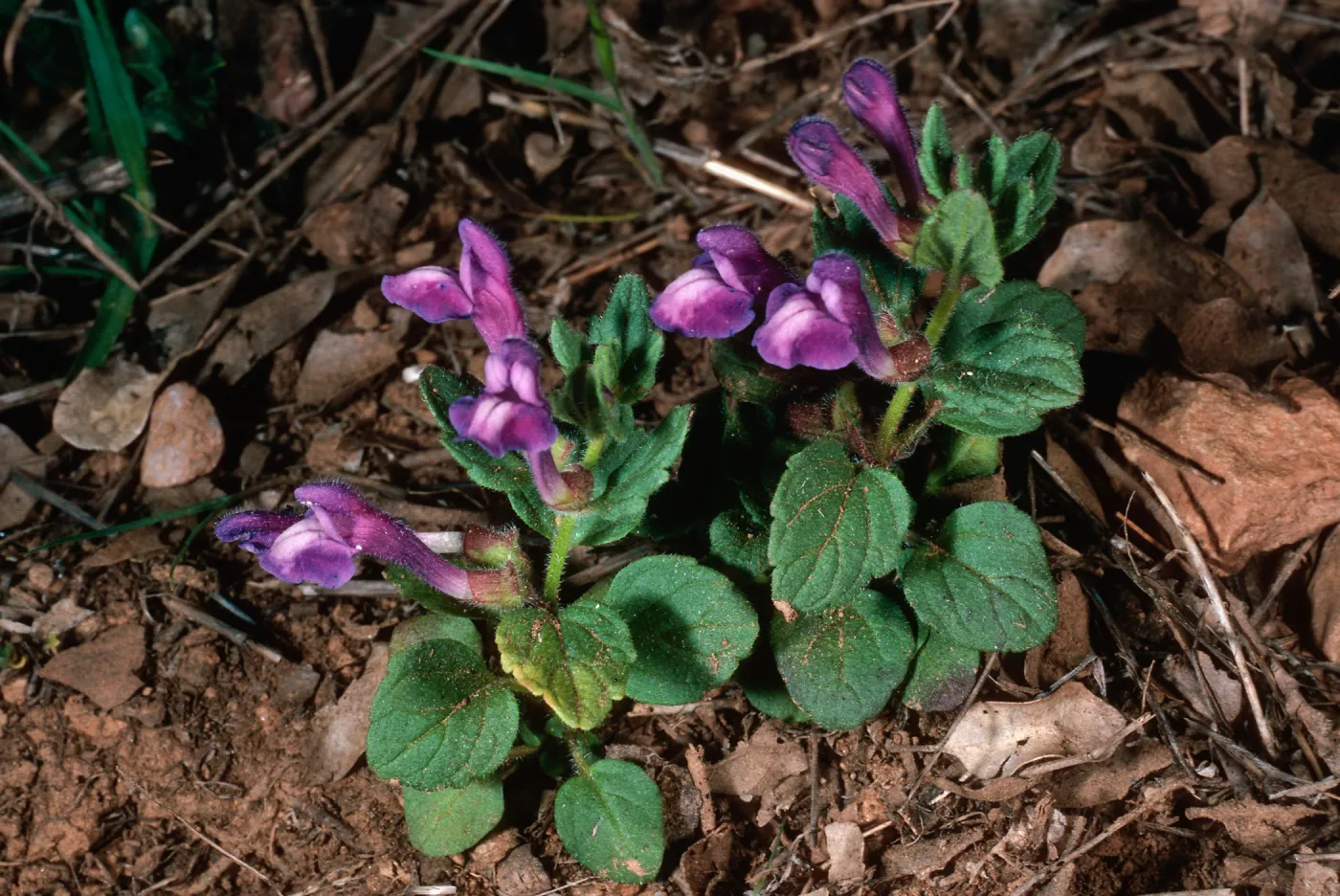 Scutellaria tuberosa, Santa Cruz Island