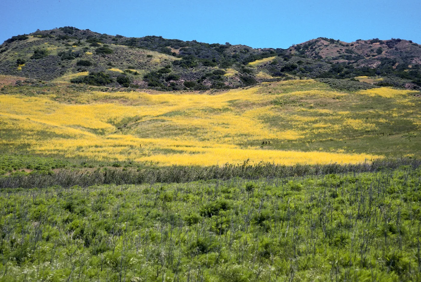 Brassica nigra, East of Stanton Ranch, Santa Cruz Island