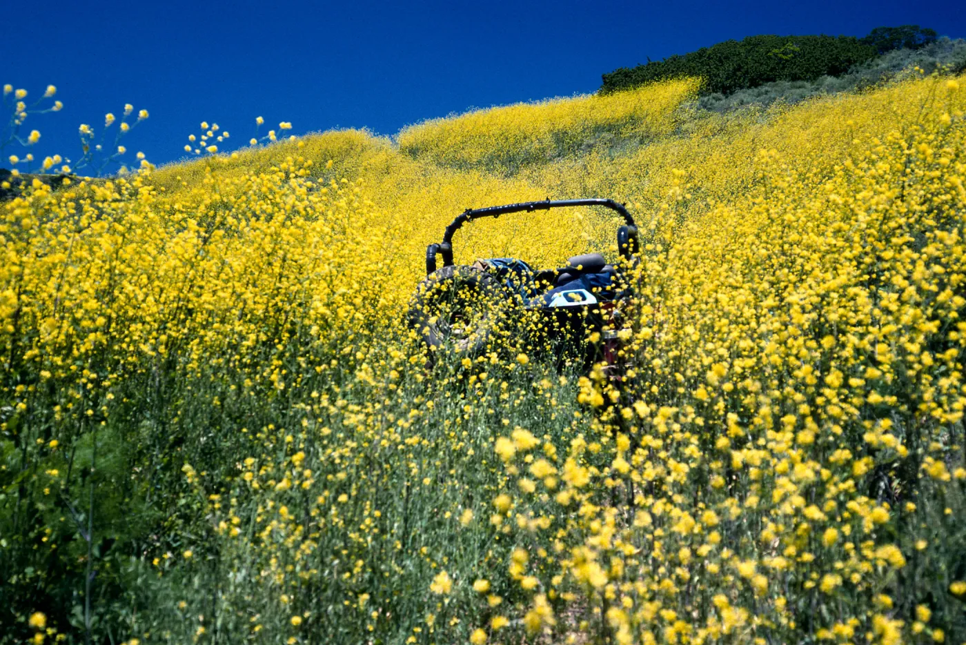 Brassica nigra, road up to Valley Peak, Santa Cruz Island