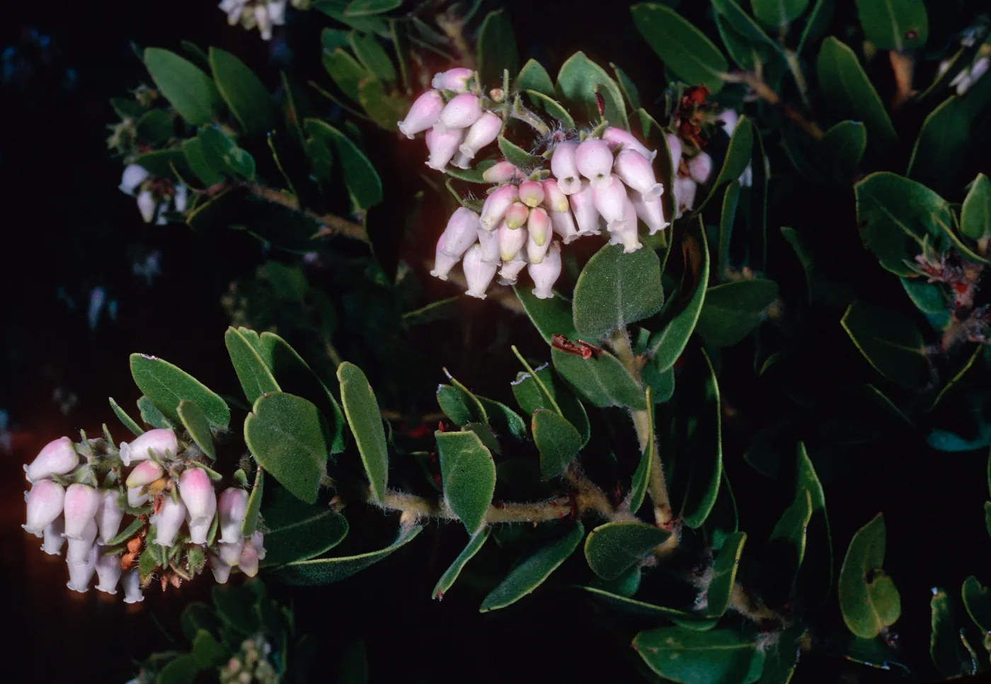 Arctostaphylos viridissima, East Pines, Santa Cruz Island