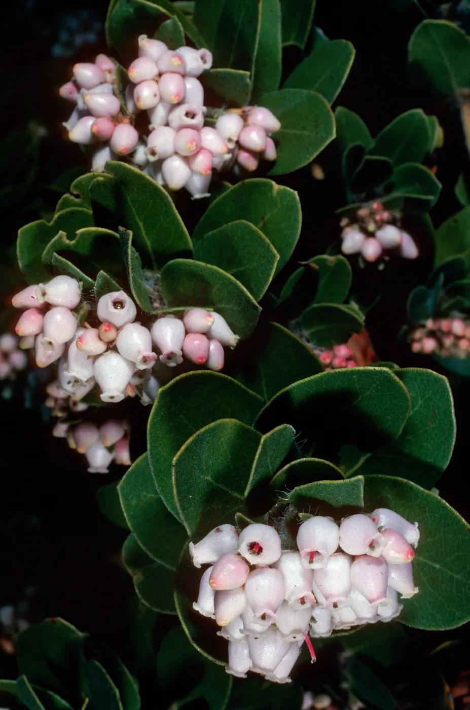 Arctostaphylos viridissima, Los PiÃ±os Del Sur, Santa Cruz Island