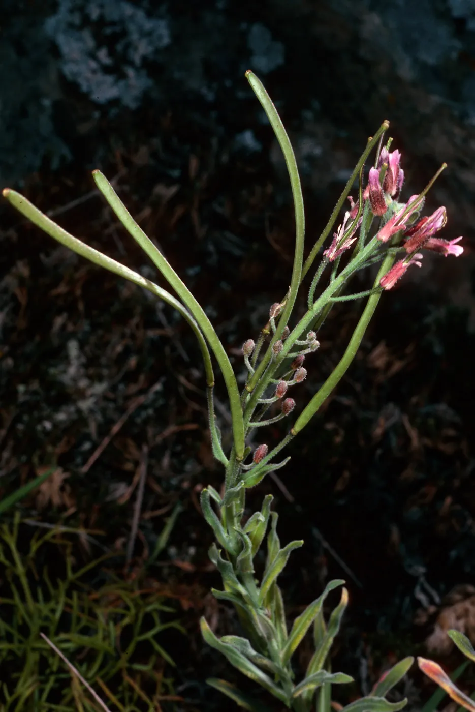 Arabis, North of Buena Vista, Santa Cruz Island