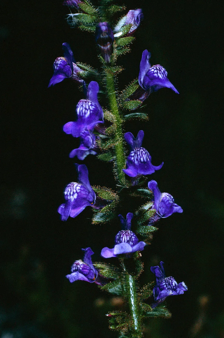 Antirrhinum nuttallianum, San Justiniano Canyon, Santa Cruz Island