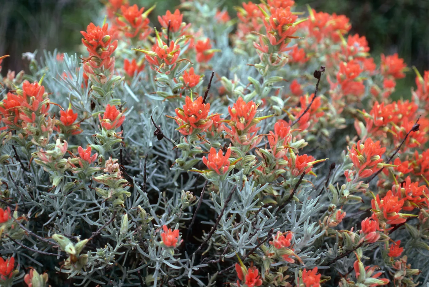 Castilleja hololeuca, offshore side west of Sandstone Point, Santa Cruz Island