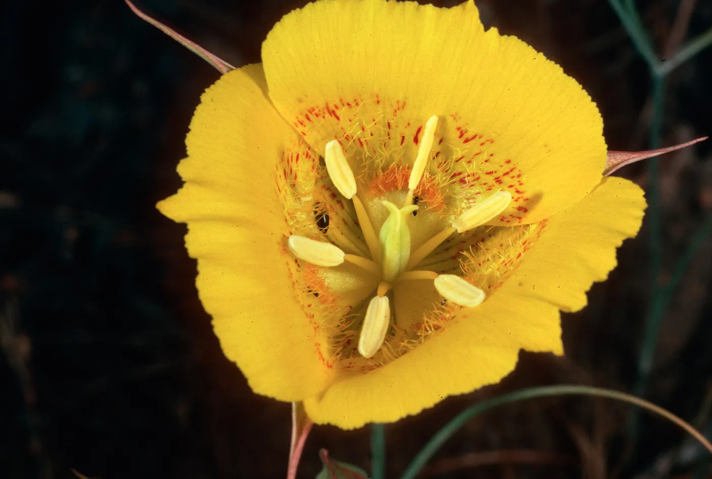 Calochortus luteus, Alameda de los Coches Prietos, Santa Cruz Island