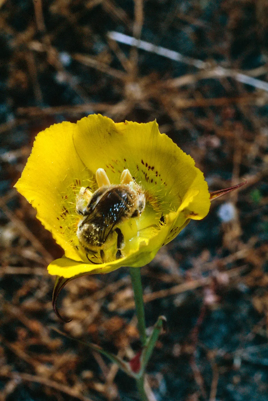 Calochortus luteus, road to Coches Prietos, Santa Cruz Island