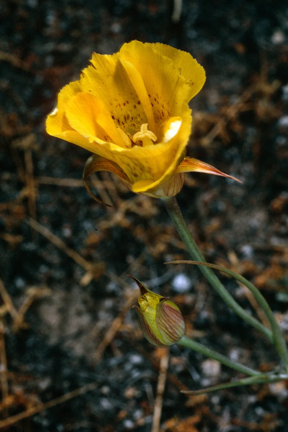 Calochortus luteus, Road to Choes Prietos, Santa Cruz Island